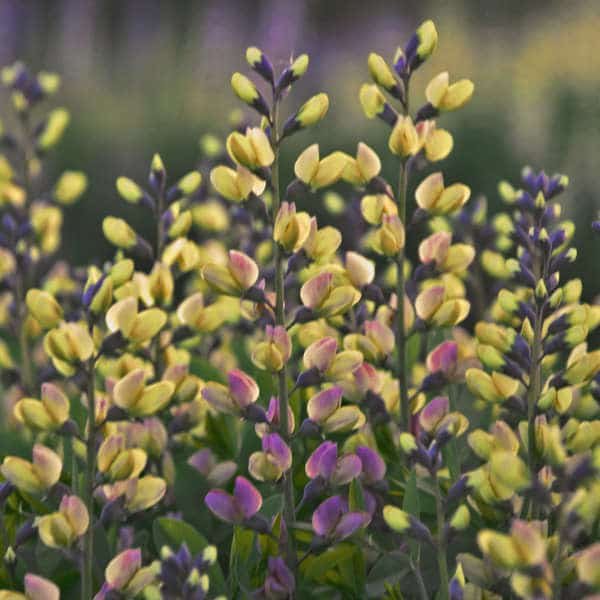 Lupin indigo Pink Lemonade