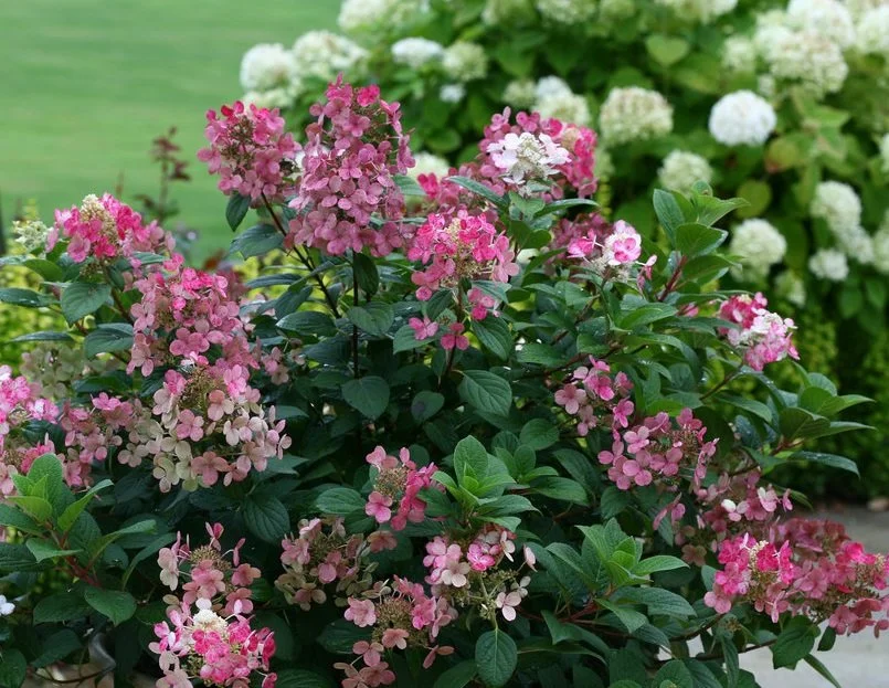 Hydrangée paniculée Little Quick Fire