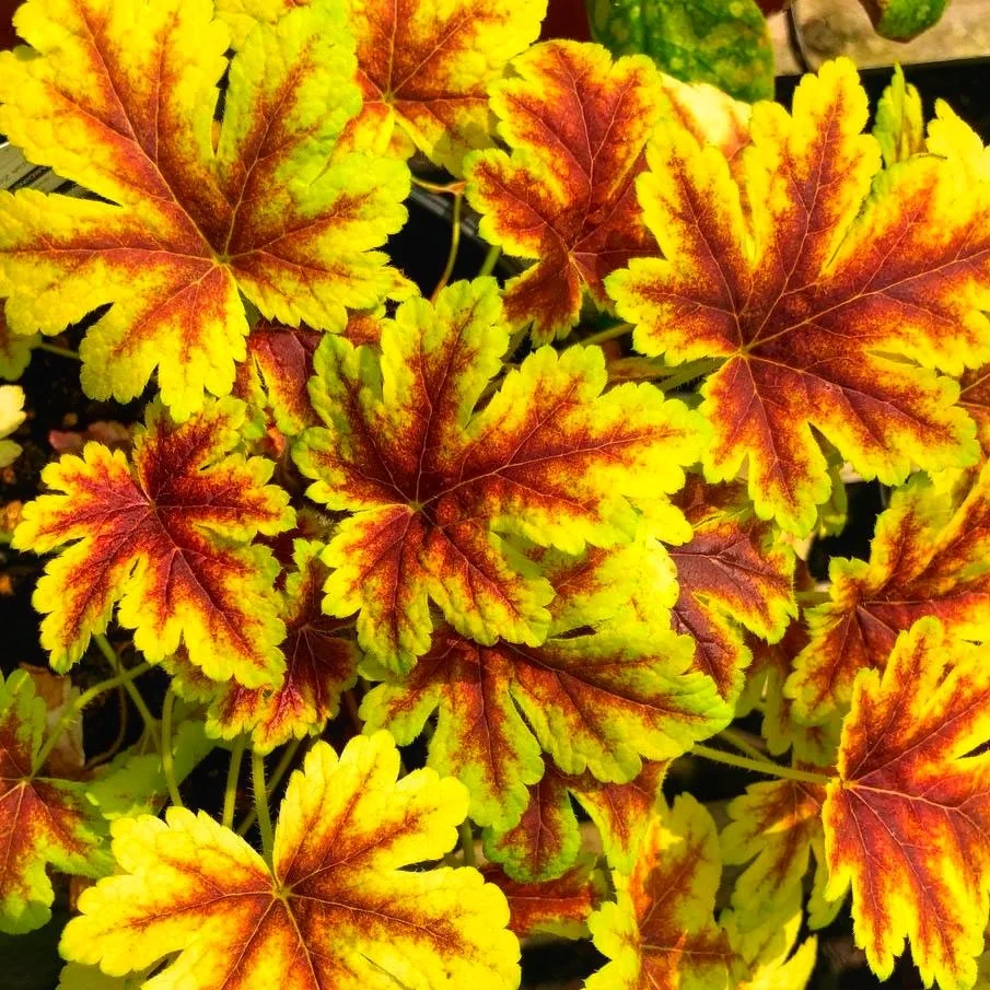 Heucherelle Golden Zebra