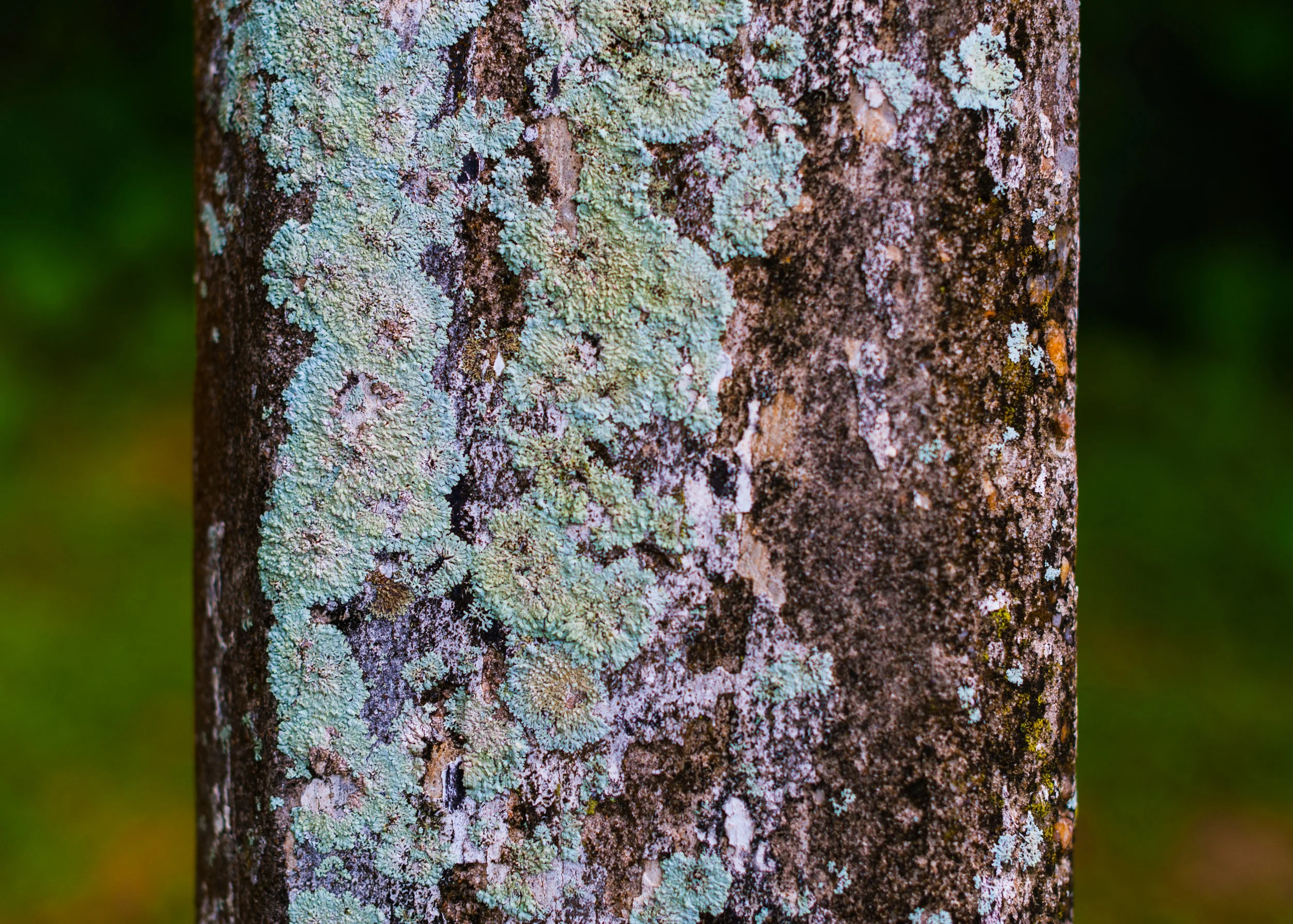 DTP-D700-9238.jpg
