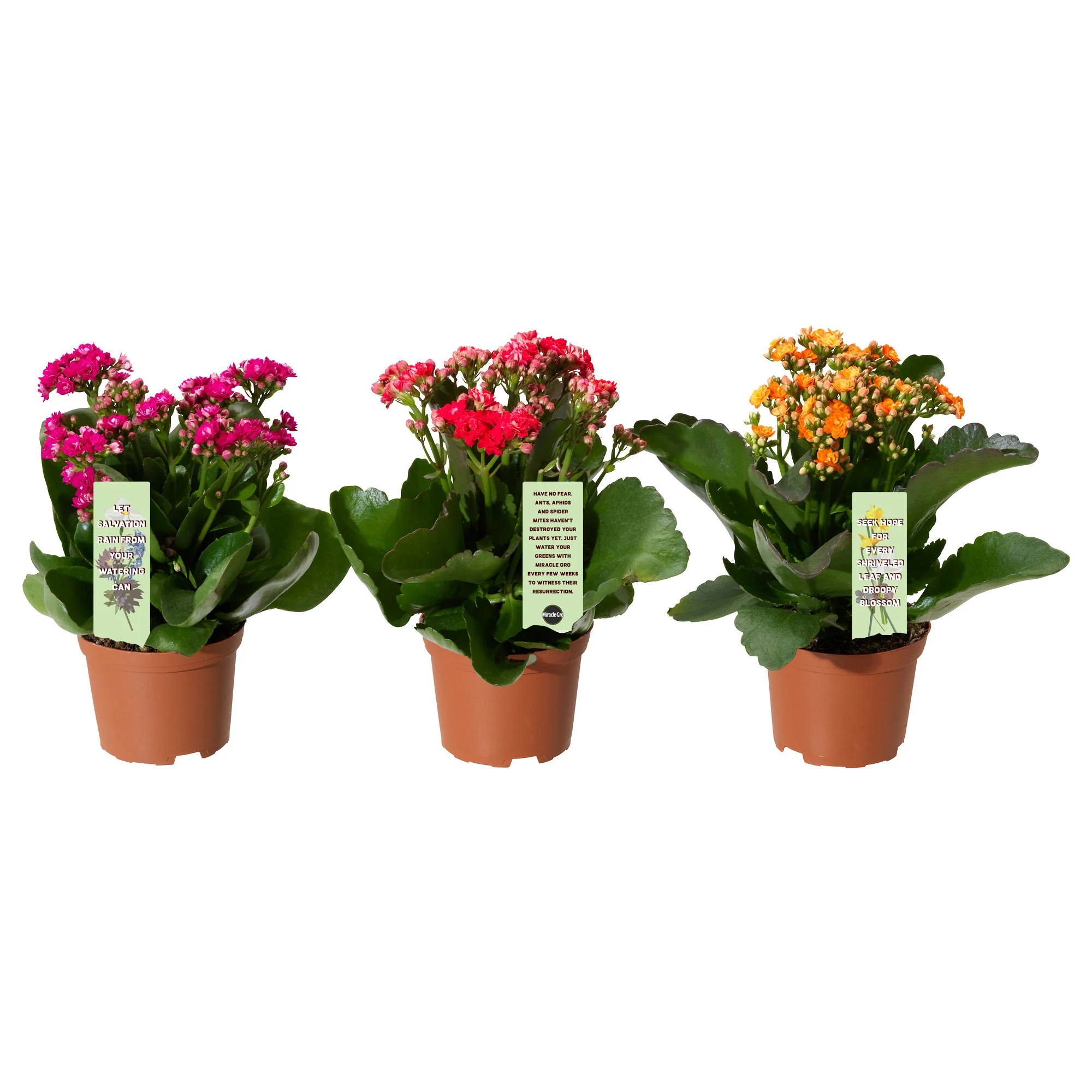 miraclegro_mockup.jpg