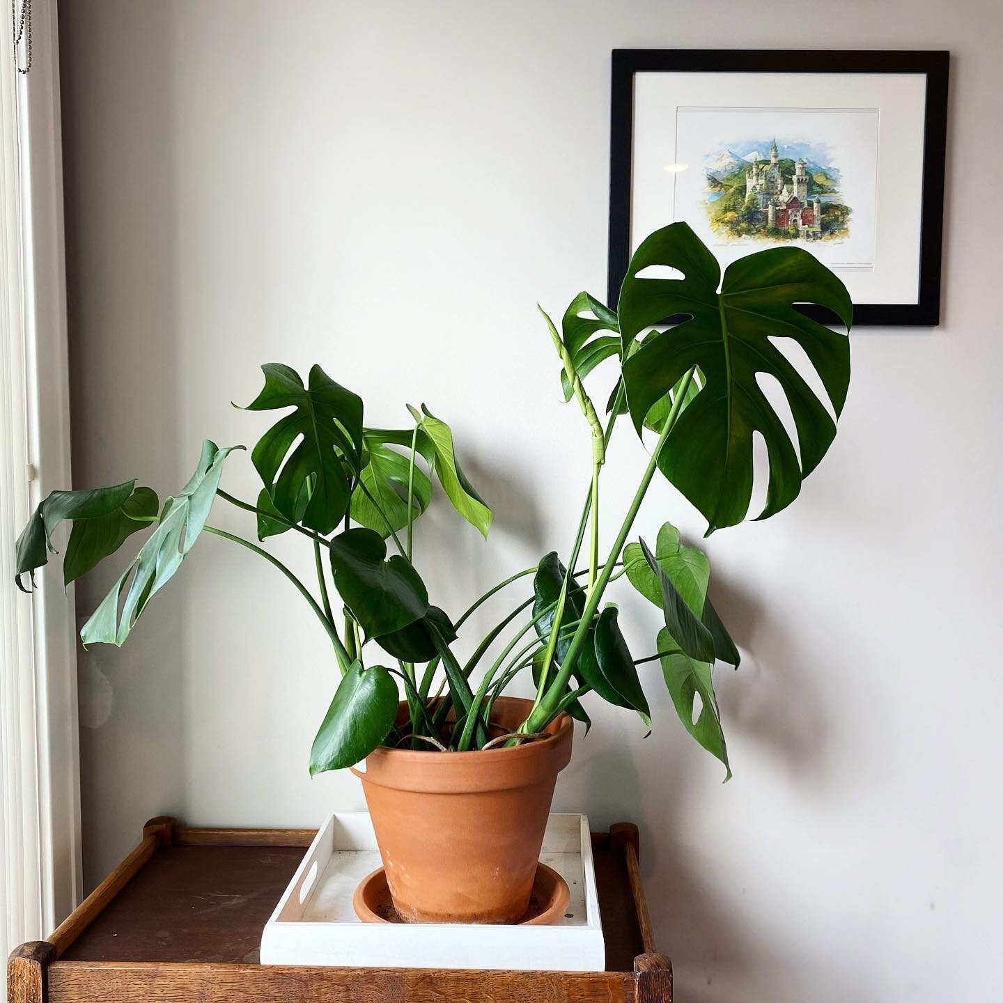I&rsquo;ve always liked plants but I wasn&rsquo;t great at taking care of them until my green thumb husband was deployed last spring. Before he left he said, &ldquo;Don&rsquo;t kill the plants!&rdquo; And shortly after, I discovered @houseplusplant t