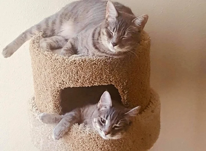 Tesla "Tes" (top) and Poe (Bottom) are the feline family members of the Steffens/Lucido clan. Tes likes to wander outside where Poe likes to cuddle up with her little human Kai and watch shows.