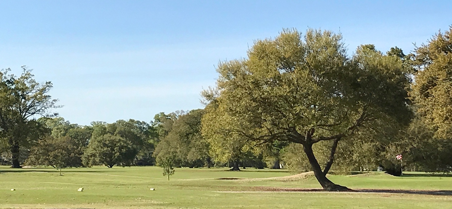 Tree.jpg