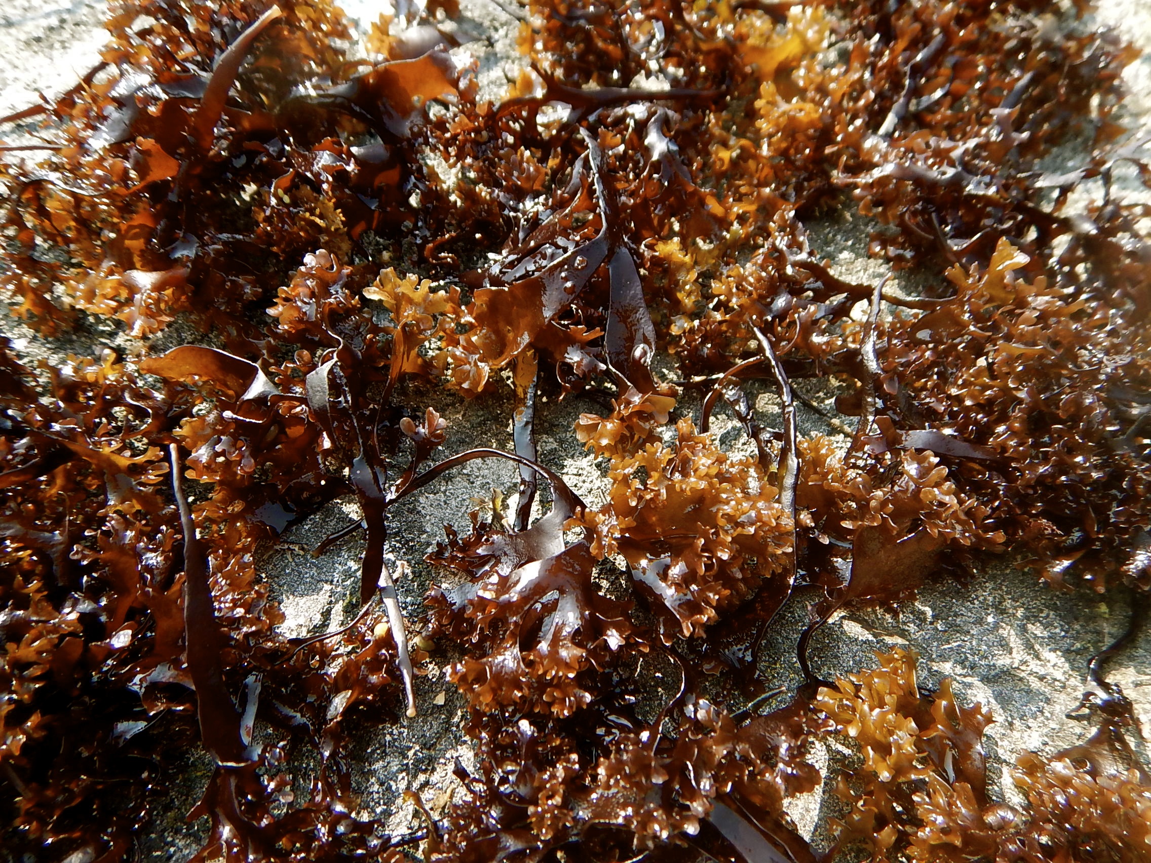 Irish Moss.jpg