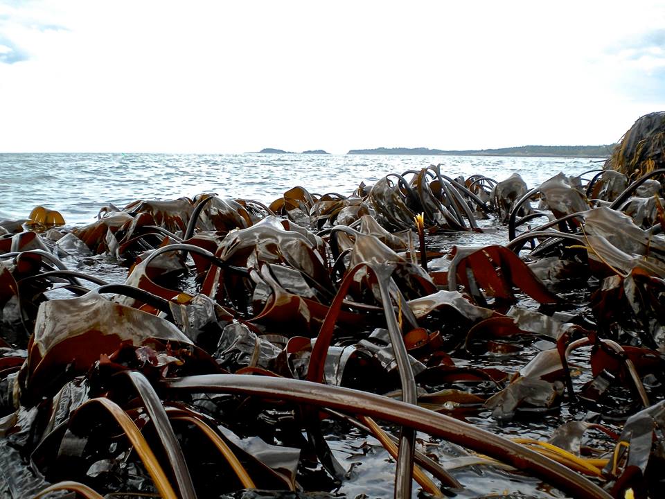 Kombu Old Slippery-1.JPG