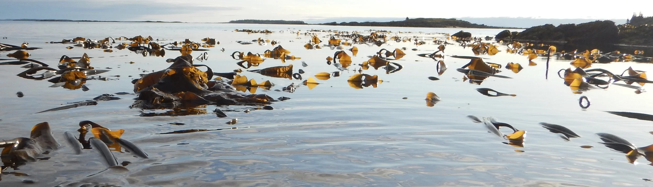 Kelp Bed.jpg