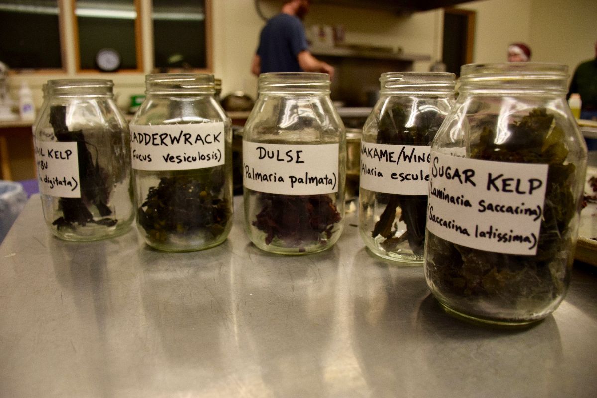 Seaweed in Jars.jpg