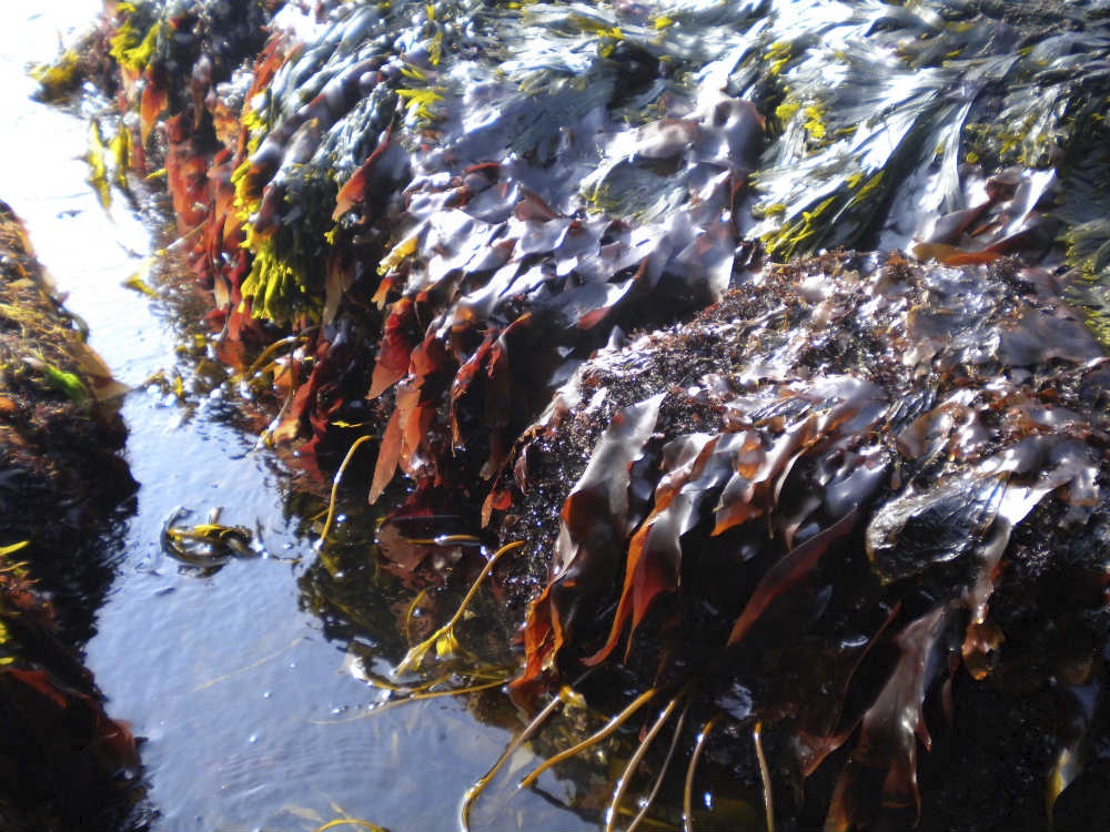 dulse - Version 2.jpg