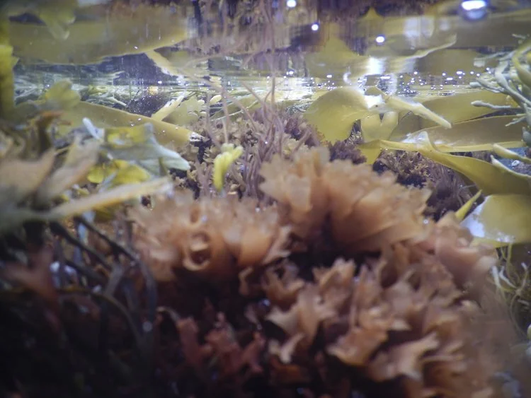 SeaweedVariety.jpg