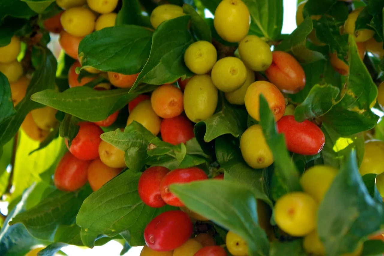 Harvest.jpg