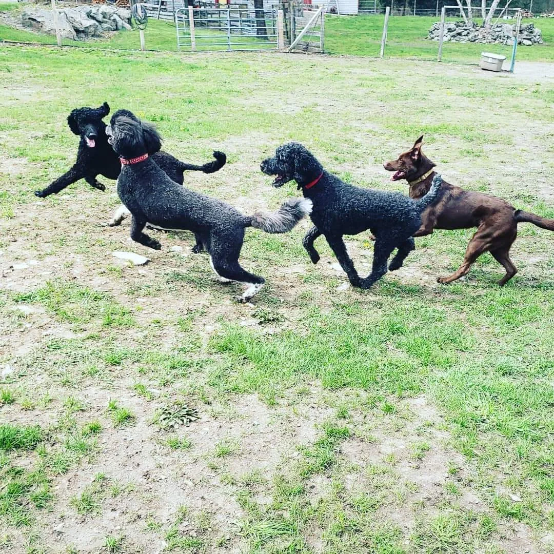 The Wagging Trails Off-Leash gang having a blast!