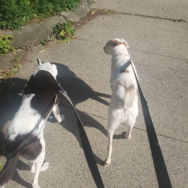 Ran with a couple dynamic dog duos this morning. Tiny and Birdie and Olive and Luna 😊
#dynamicduo #dogsofinstagram #dogrunner #rhodeisland #providence #dogsofrhodeisland #caninecardiocompany #doggybestfriends #dogwalkersofinstagram