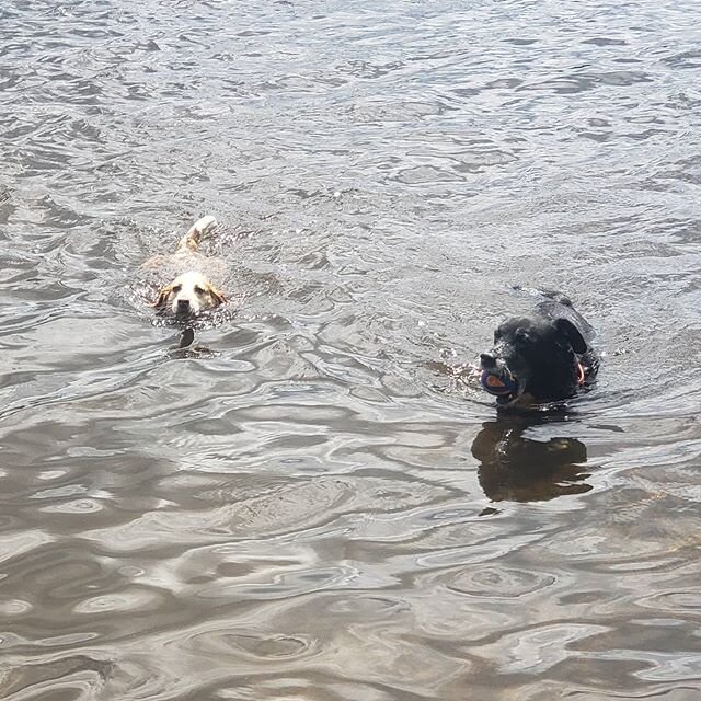 Got some serious swimming in today!
#aquadog #swimming #swimmingdog #doginwater #swimmingdogs #swimmingdogsofinstagram #dogsofinstagram #caninecardiocompany