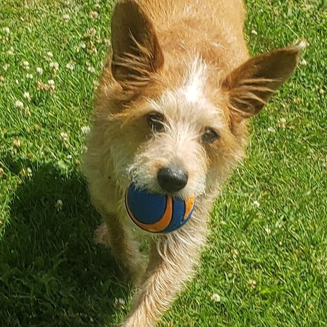 If someone loves you as much as Luna loves this ball, everything will be alright :)
#dogswithtoysintheirmouth #chuckit #chuckitball #dogsinaction #waggingtrails #dogwalkersofinstagram #dogwalking #caninecardiocompany #401 #lilrhody #dogsofrhodeisland