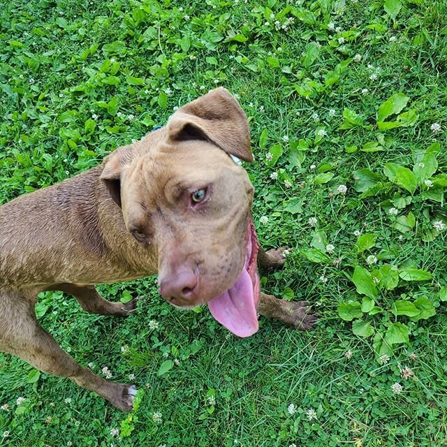Our new pal, Figgy joined us today and had a blast playing with her new pals!!
Welcome!! #newfriends #newkidintown #dogsofinstagram #dogsinaction #toungeouttuesday #dogschasing #waggingtrails #dogsofrhodeisland #401 #pvd #lilrhody #caninecardiocompan
