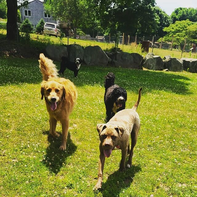 Best pals...
#squadgoals #squad #bestfriends #bestfriend #dogsofinstagram #bestie #goldenretriever #portugesewaterdog #dog #dogwalkersofinstagram 
@mary_gattuso @rachellergreen