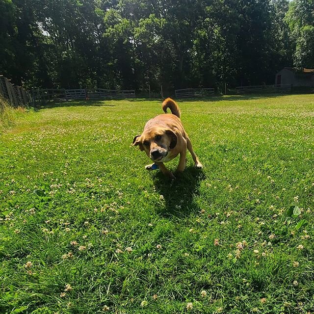 Luna has some serious SPEED 🏎️ 🏎️
#dogsinaction #dog #dogsrunning #dogrunning #dogrunner #dogwalking #dogwalk #dogsofinstaworld #dogsofinstagram #pvd #dogsofrhodeisland