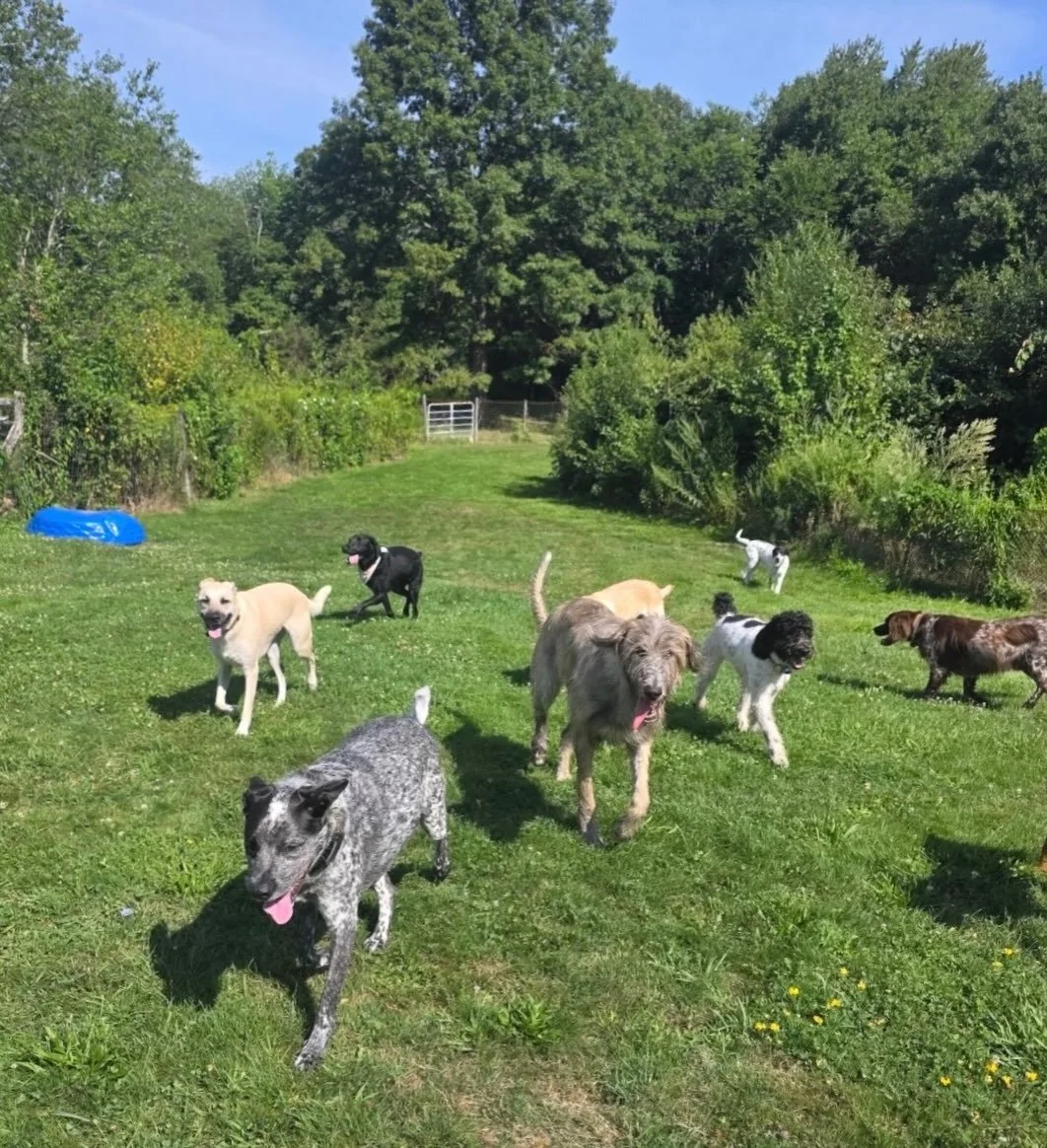 Canine Cardio Company of Rhode Island - Image 1