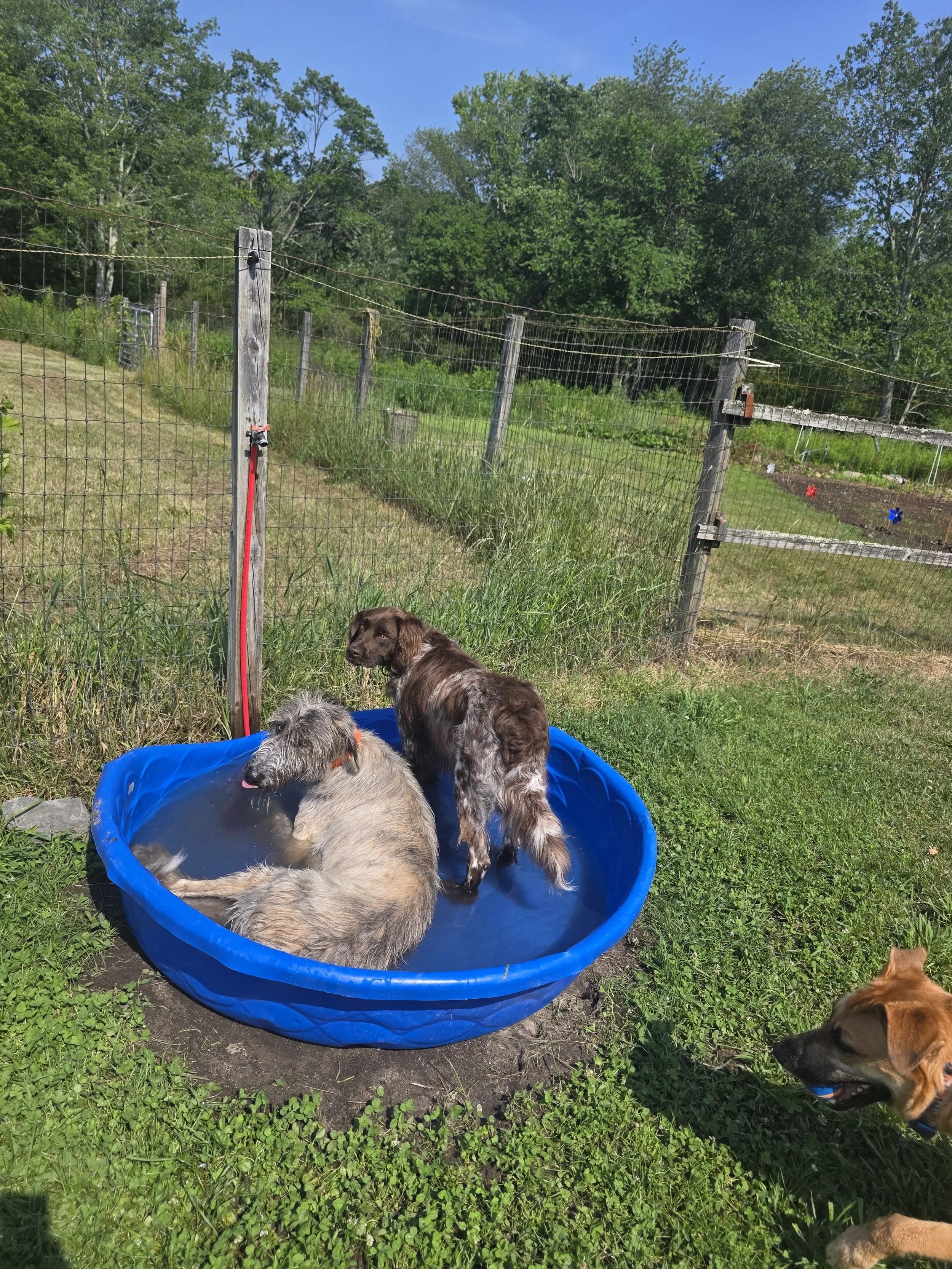 Definitely a pool day!