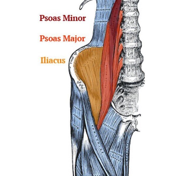 Your lower back pain may not be coming from where you think 🤔

I often find during an assessment and palpation that the iliopsoas muscle may be the culprit or at least part of the problem 👈🏼 Many people are working from home and spending long hour