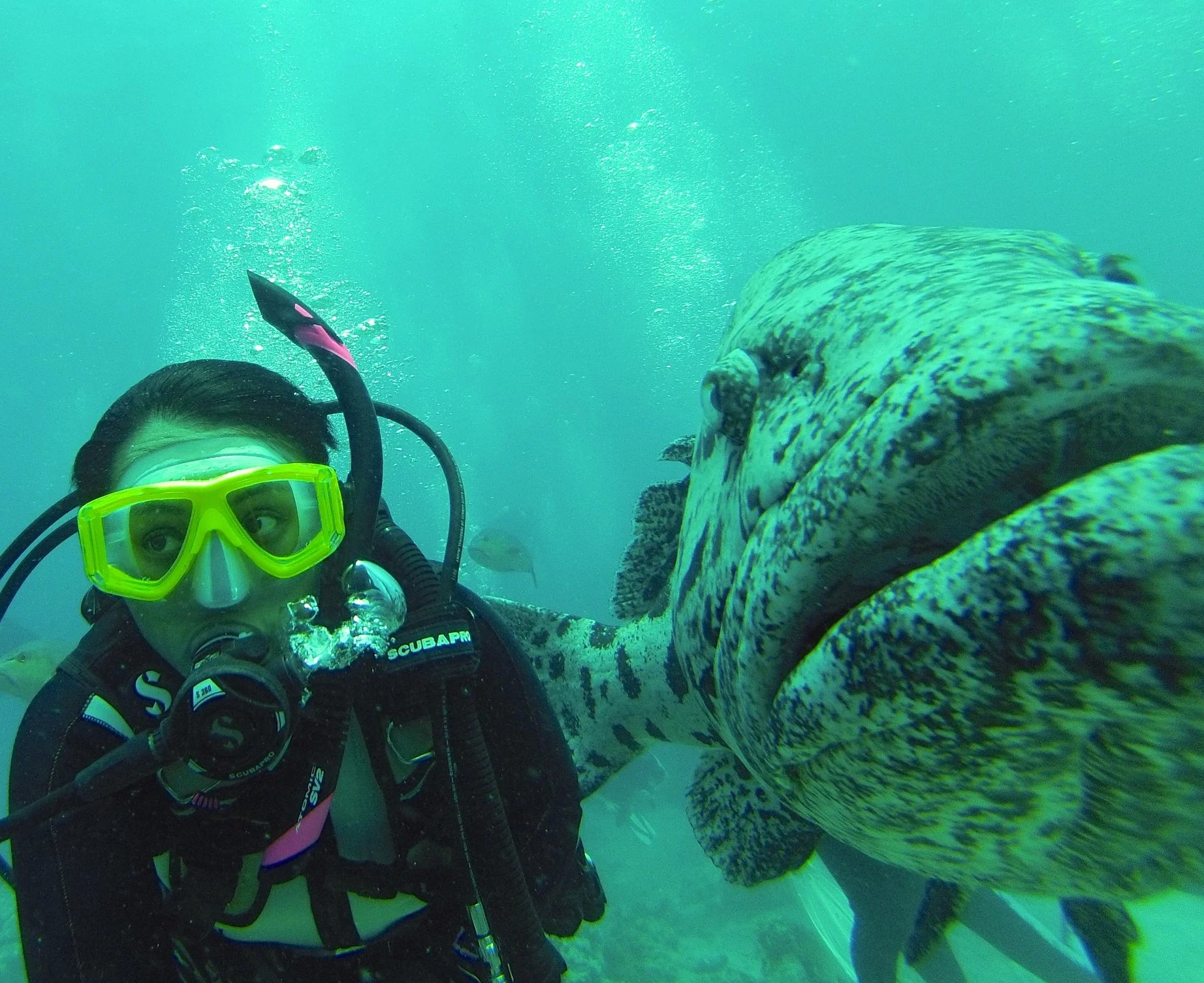 Dive, eat, sleep..repeat: 3 days diving the Great Barrier Reef