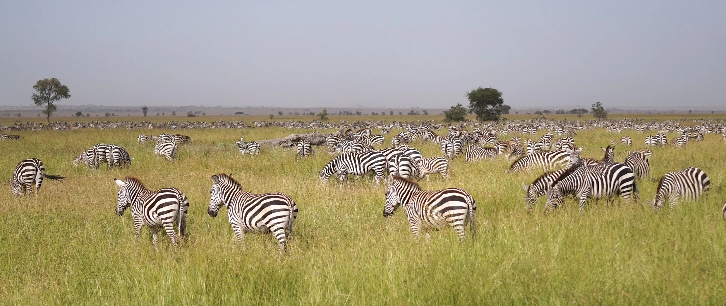 The Serengeti