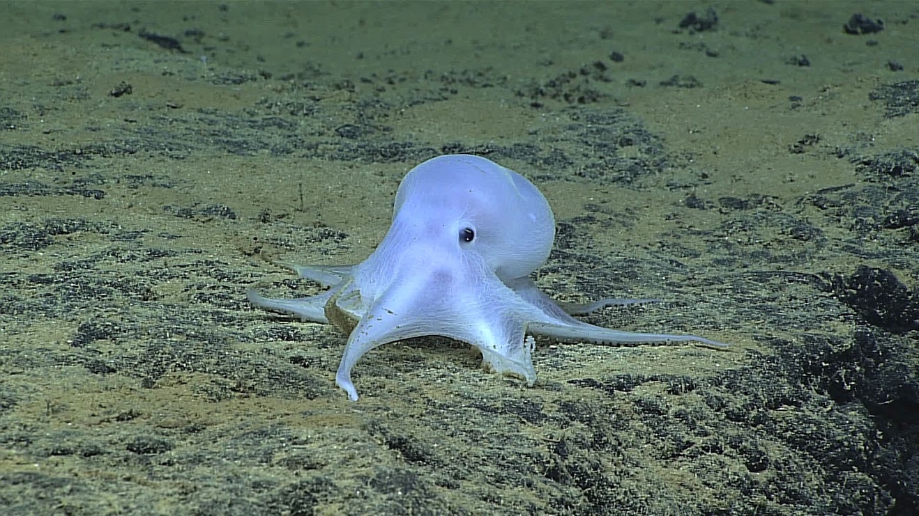 The Ghostly Octopod