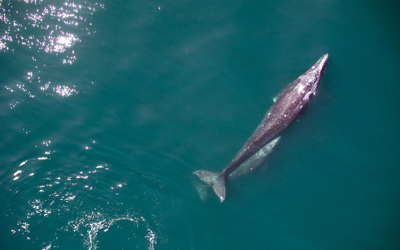 Studying Whales with a Drone