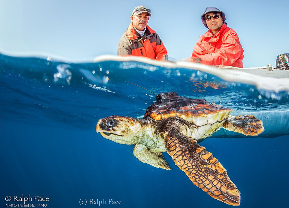 Data Logging Loggerhead