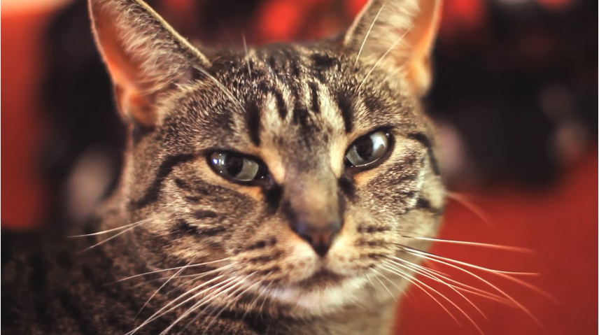 12 - Cat People episode artwork
