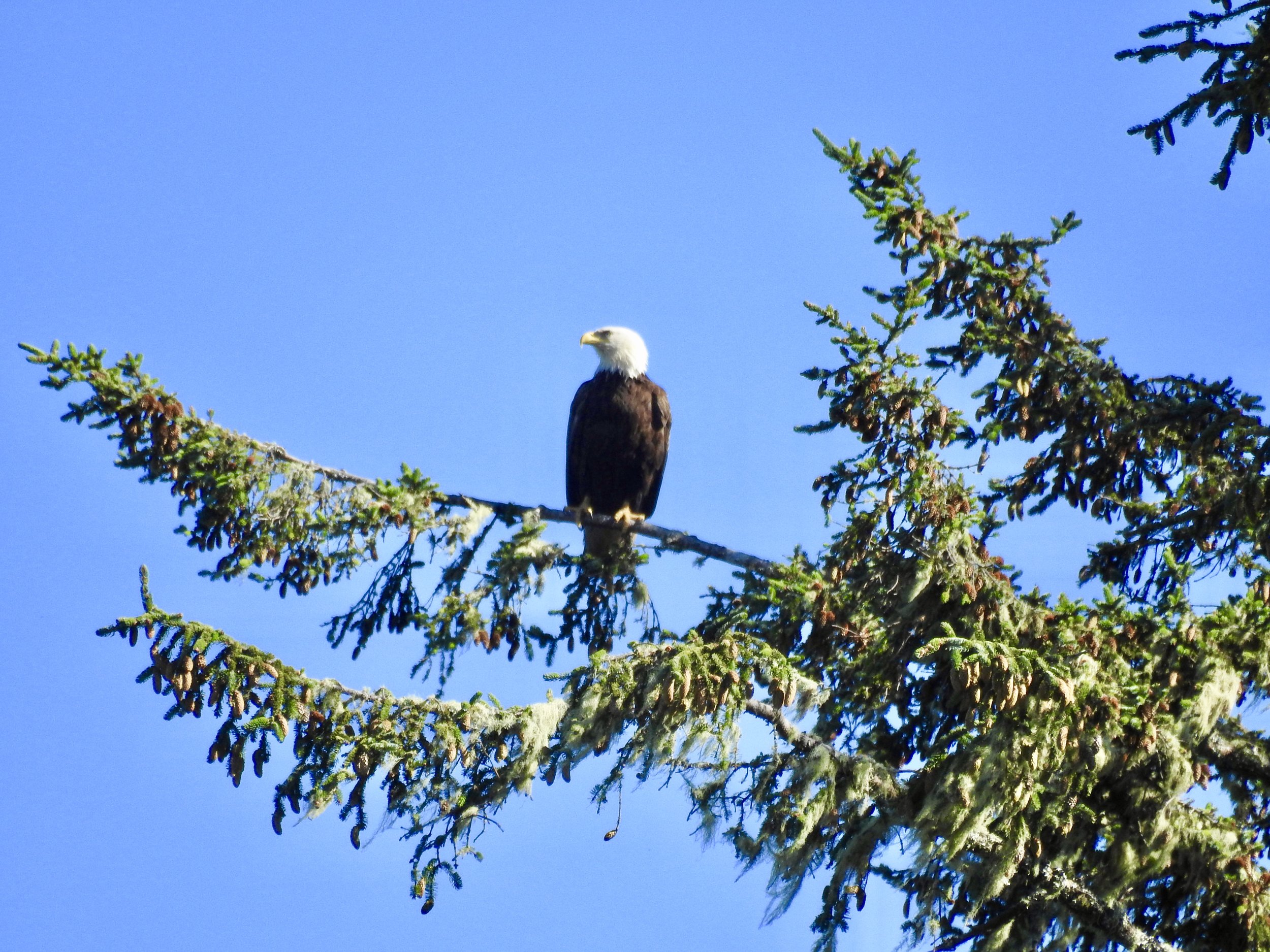 Spotting a bald eagle was pretty awesome, there is plenty of wildlife in Tofino!