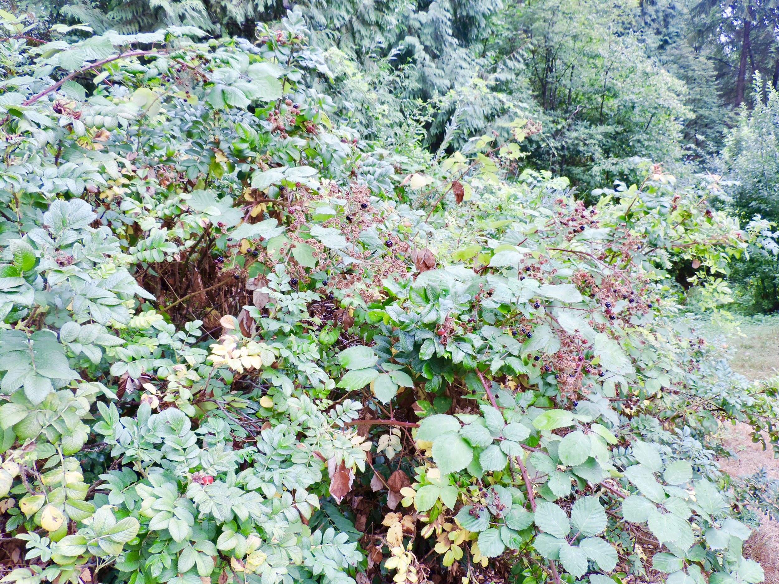 Encountered some blackberry bushes along the trail, plucked off a few for a juicy treat