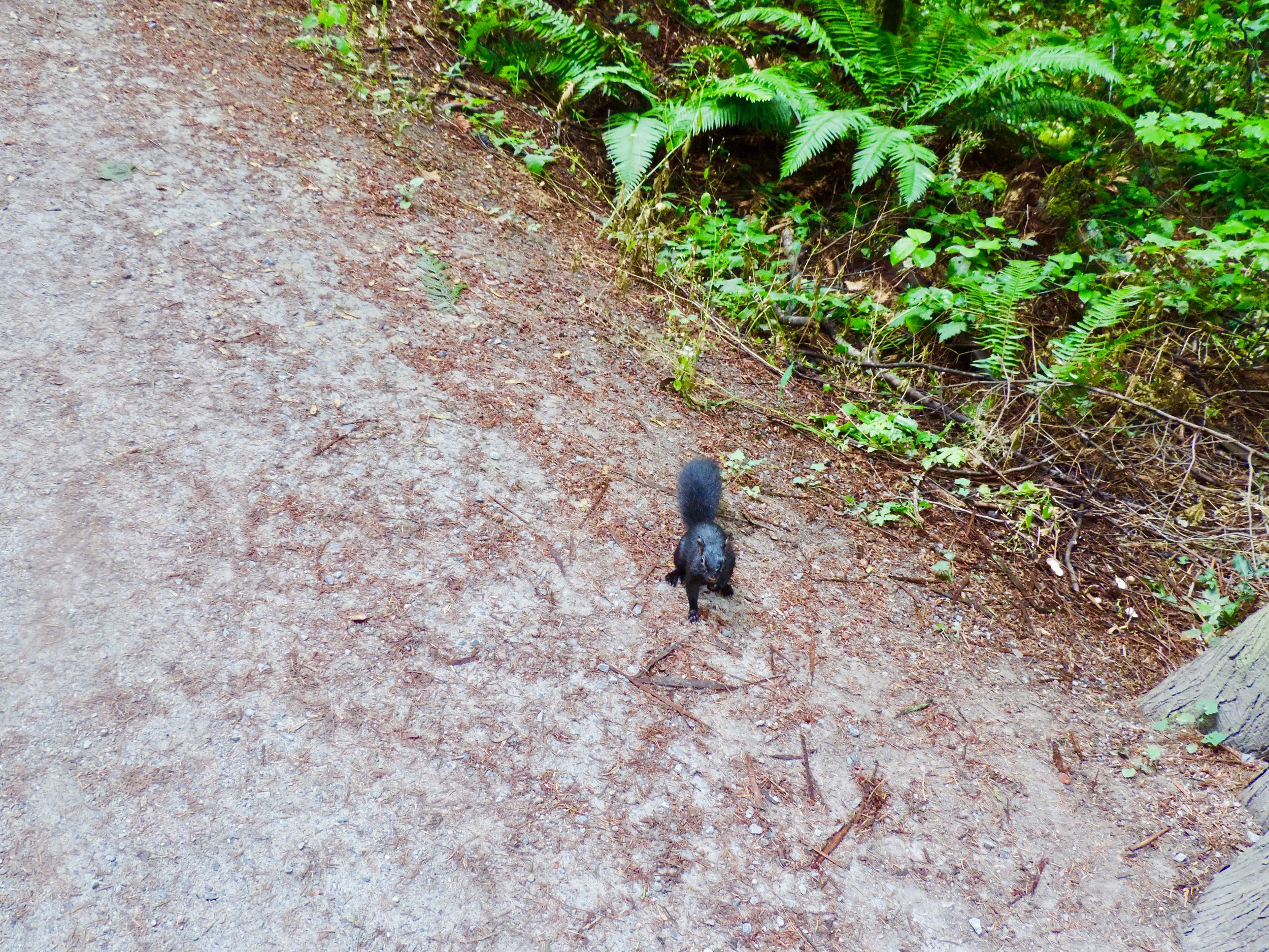 Enjoy giggling at the little squirrels running and squeaking around