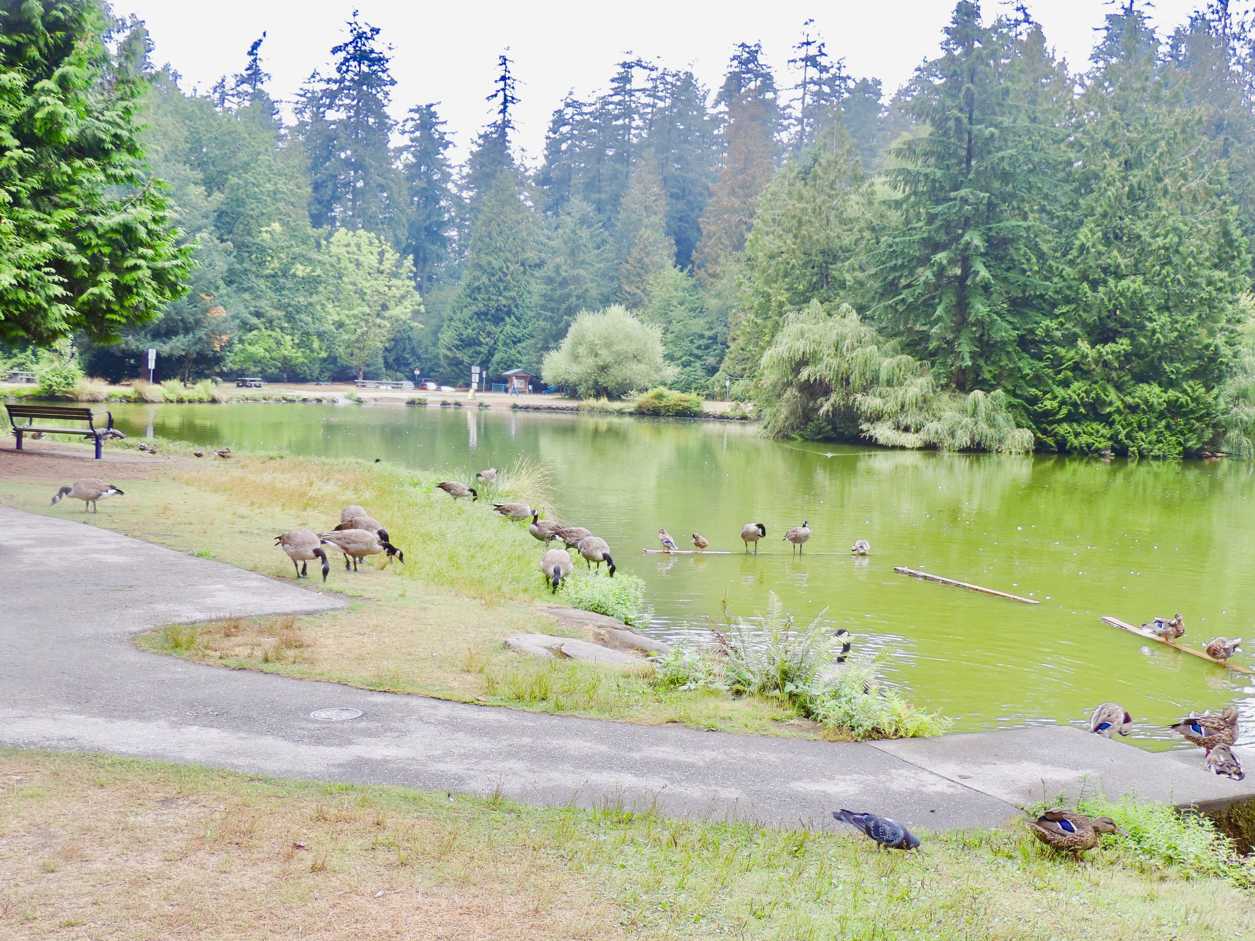 Literally Canadian geese!