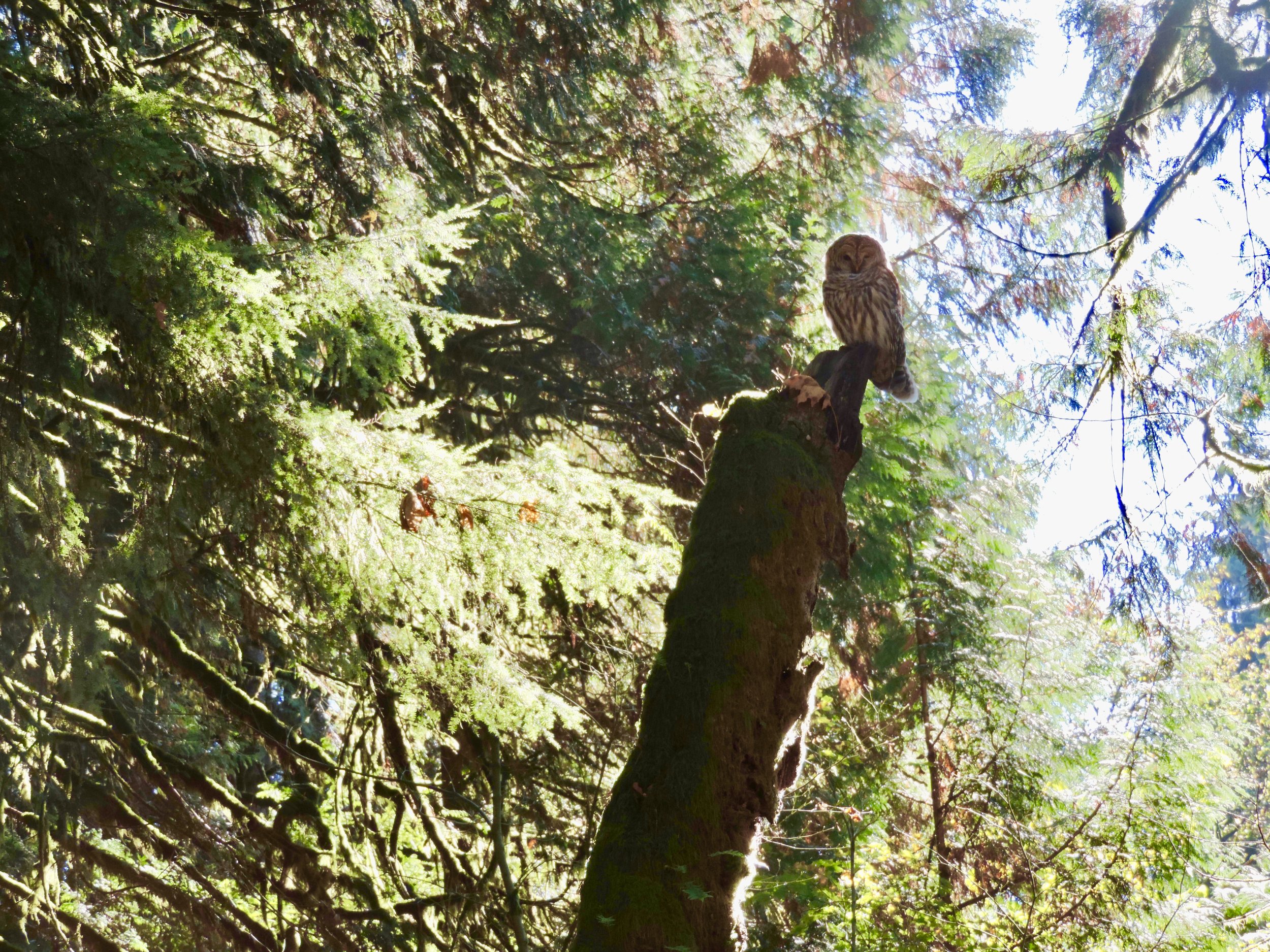 This sighting of a rare and beautiful owl filled us all with wonder and delight.