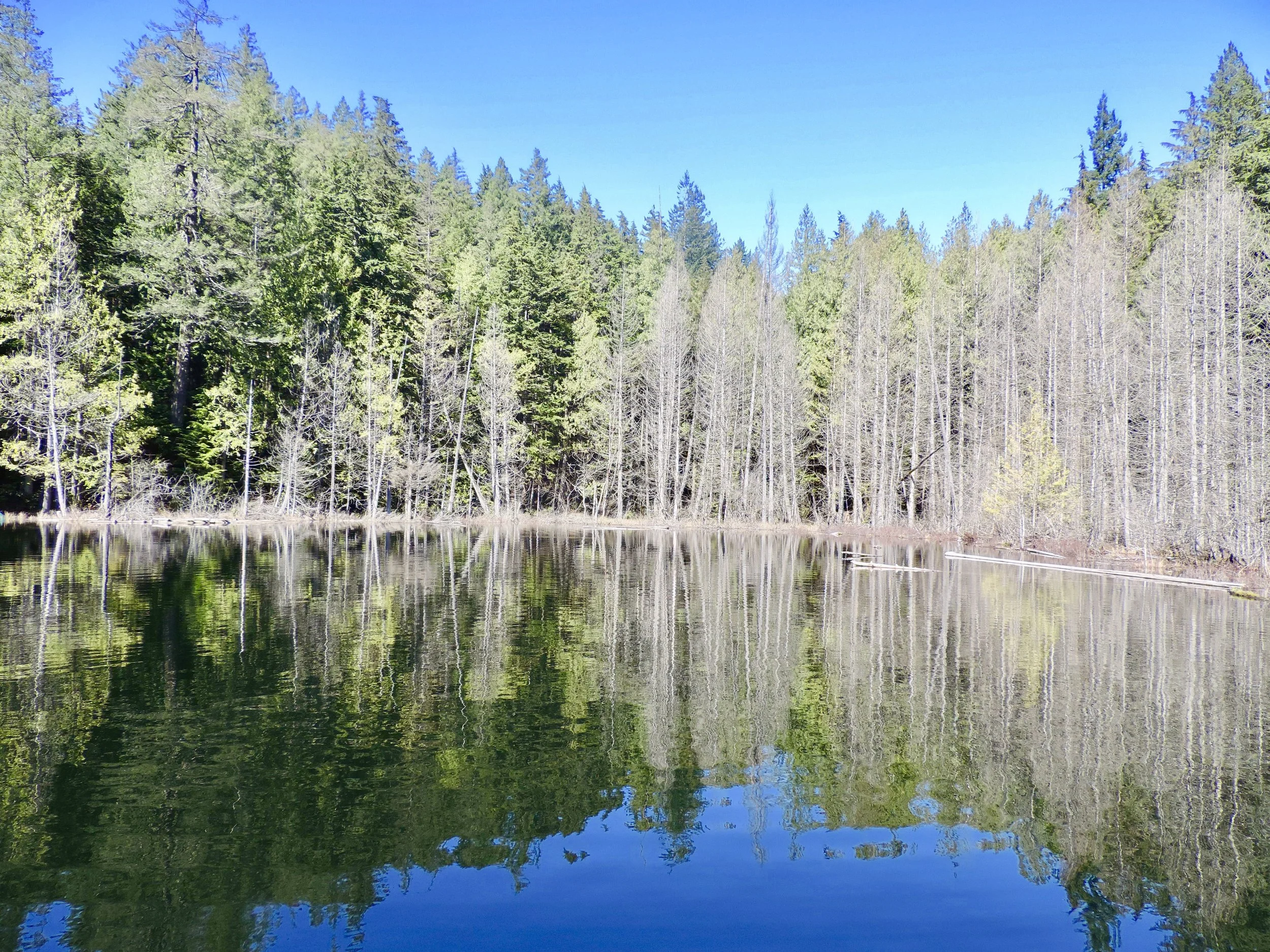 Trailblazing 2019: Whyte Lake (West Vancouver)