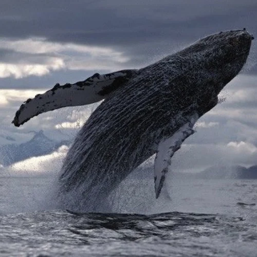 ocean_conservation_research.jpeg