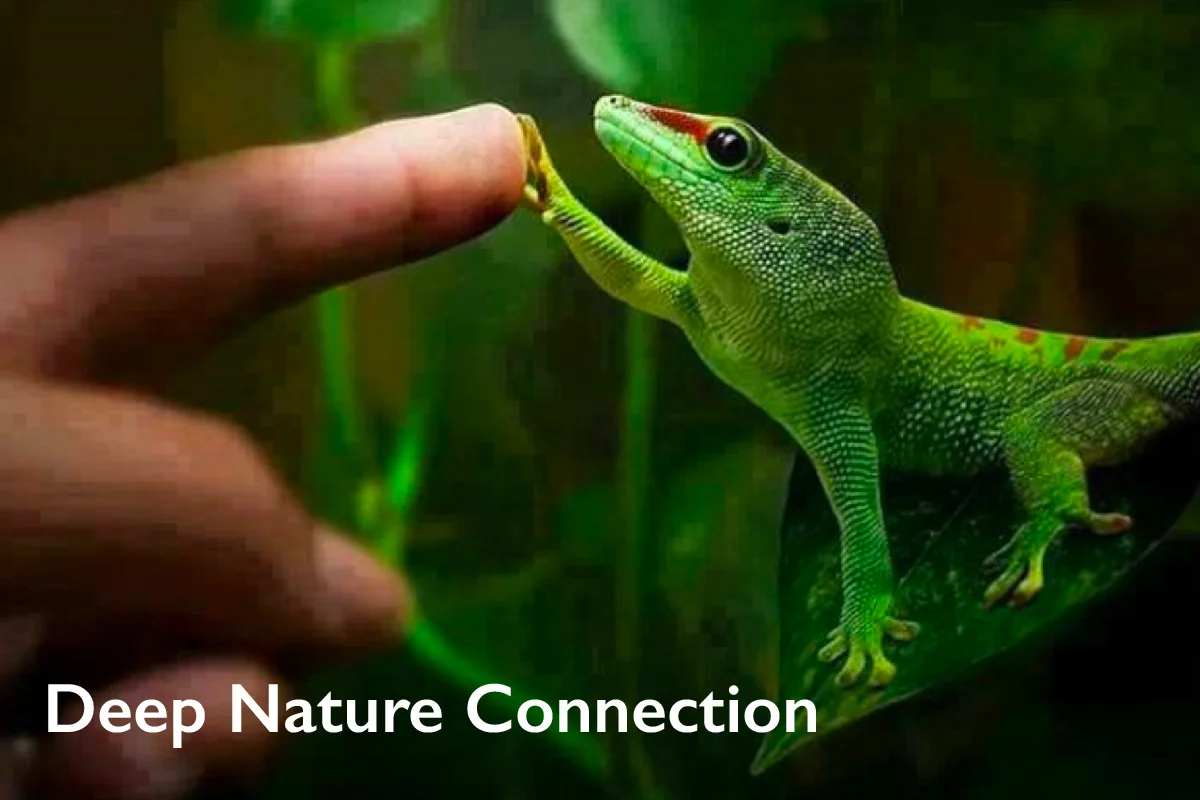 Deep Nature Connection