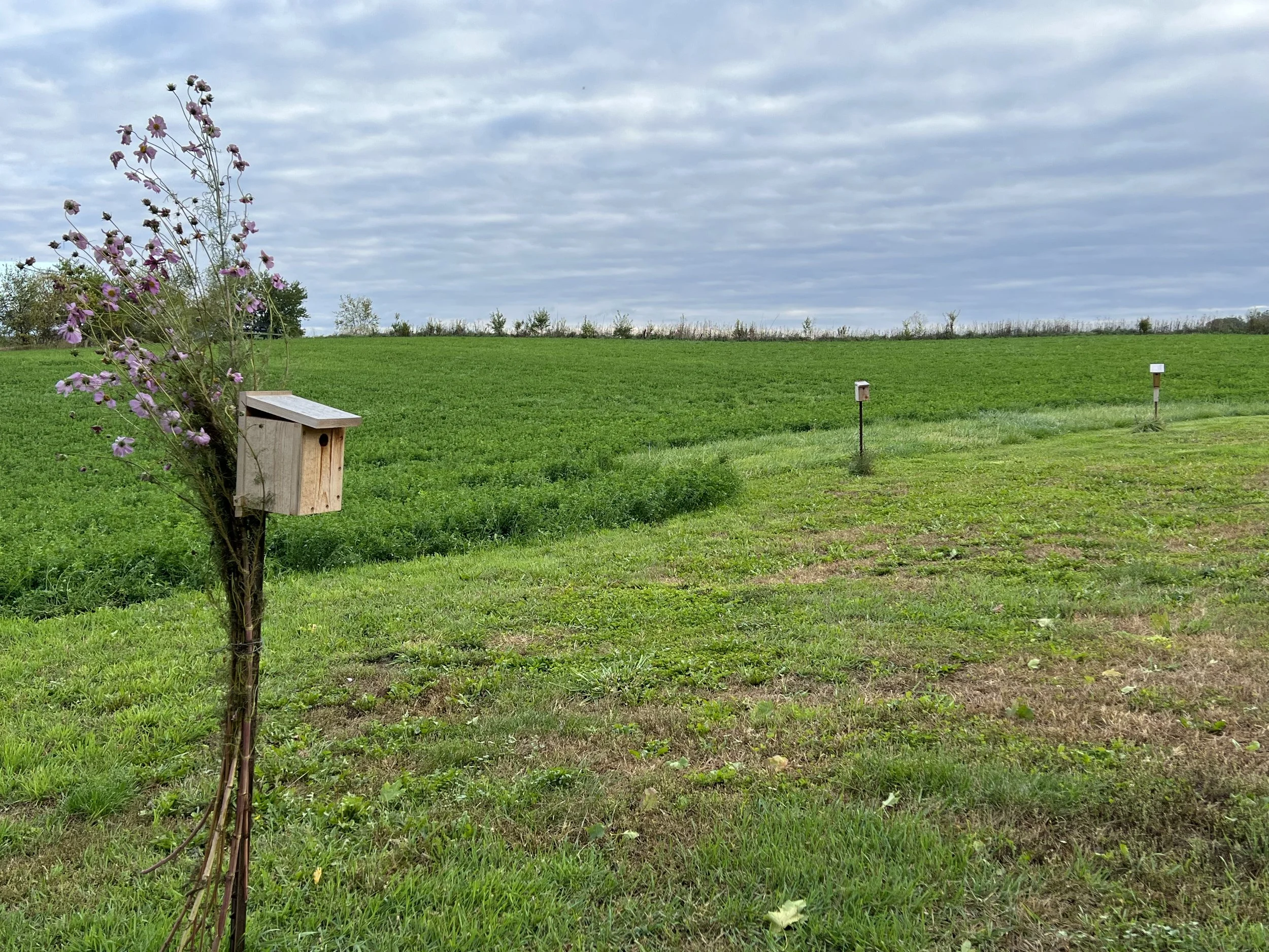 5 Our Birdhouse circling the Septic Field.jpeg
