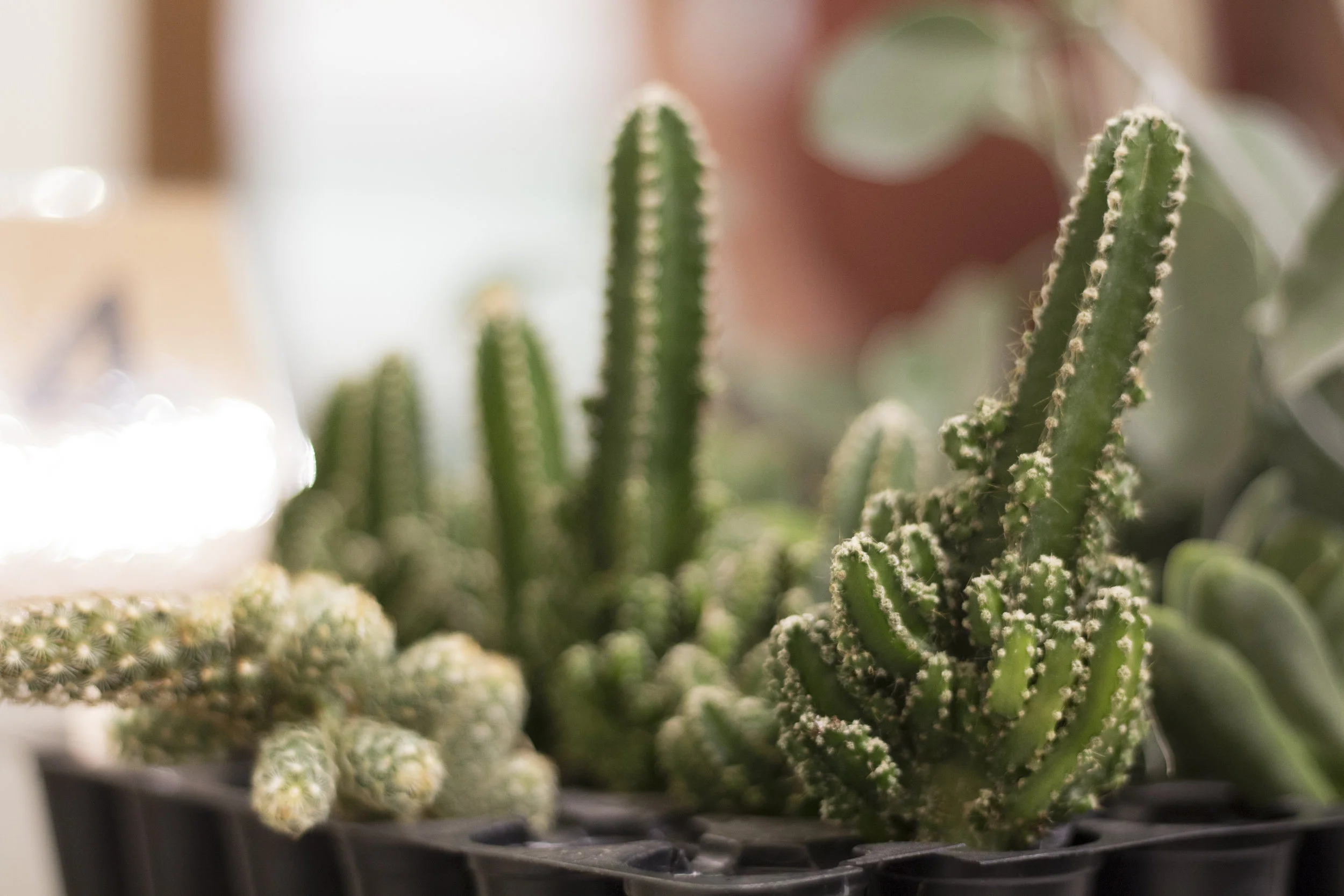 IMG_2583_Succulents_KR_06.jpg