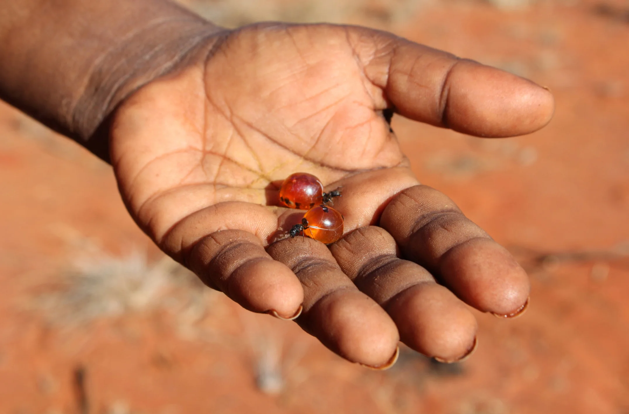 Tjala Ants.jpg