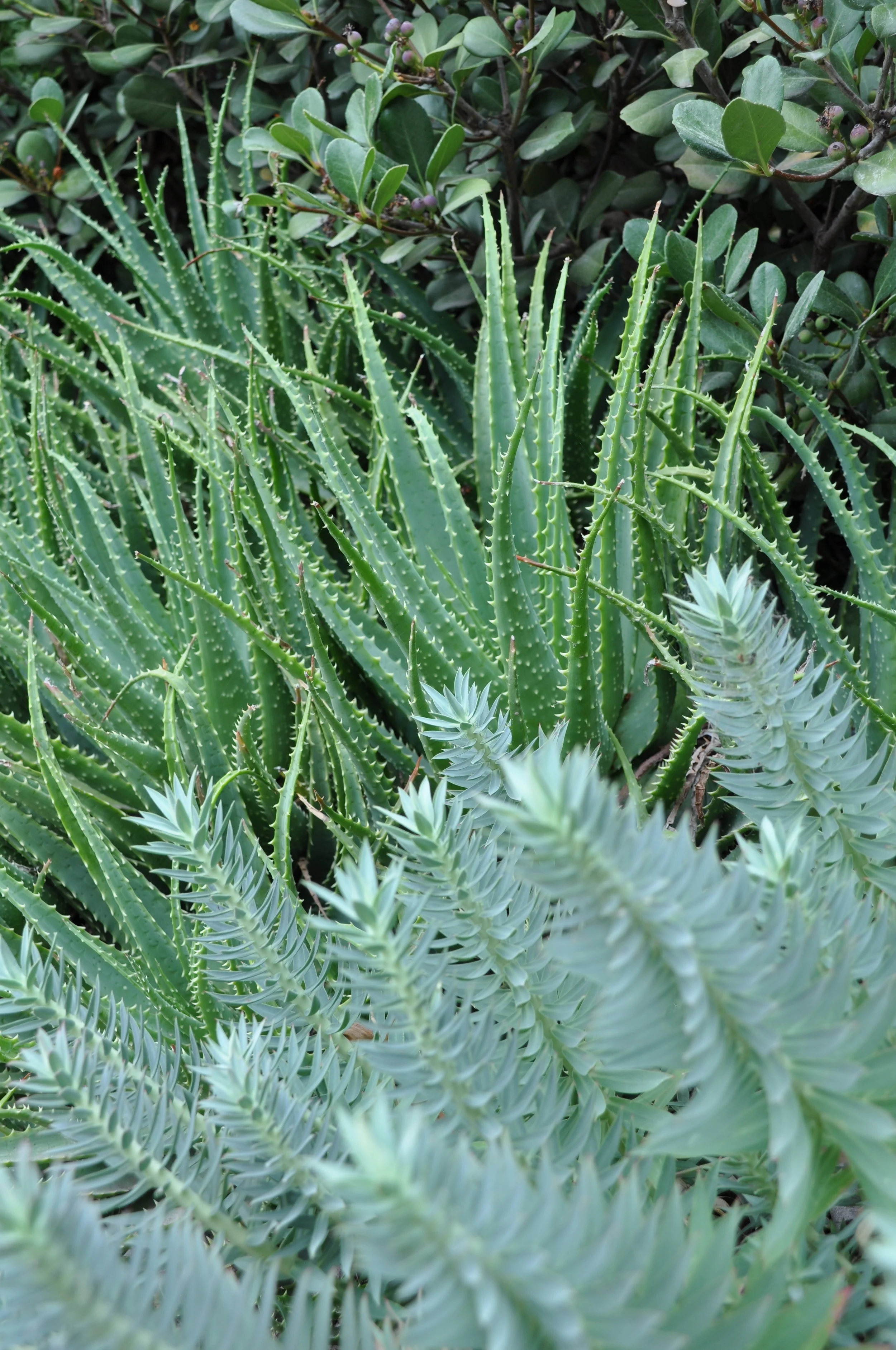 DSC_5097.JPG