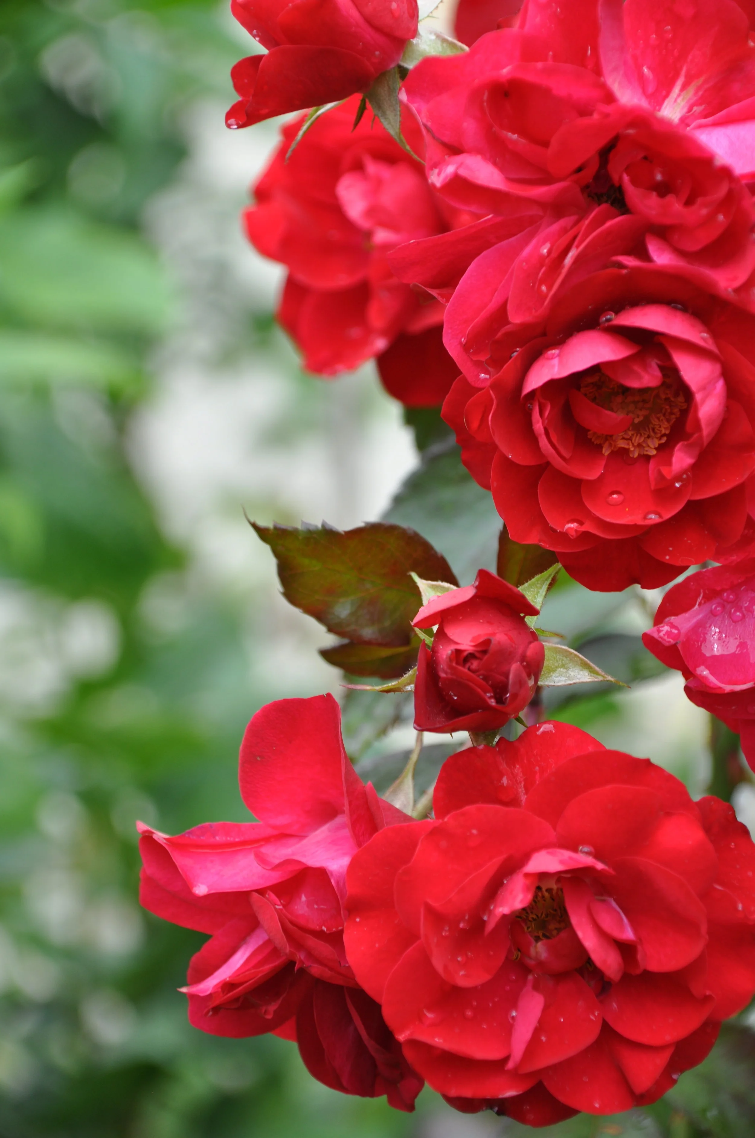 DSC_4994.JPG