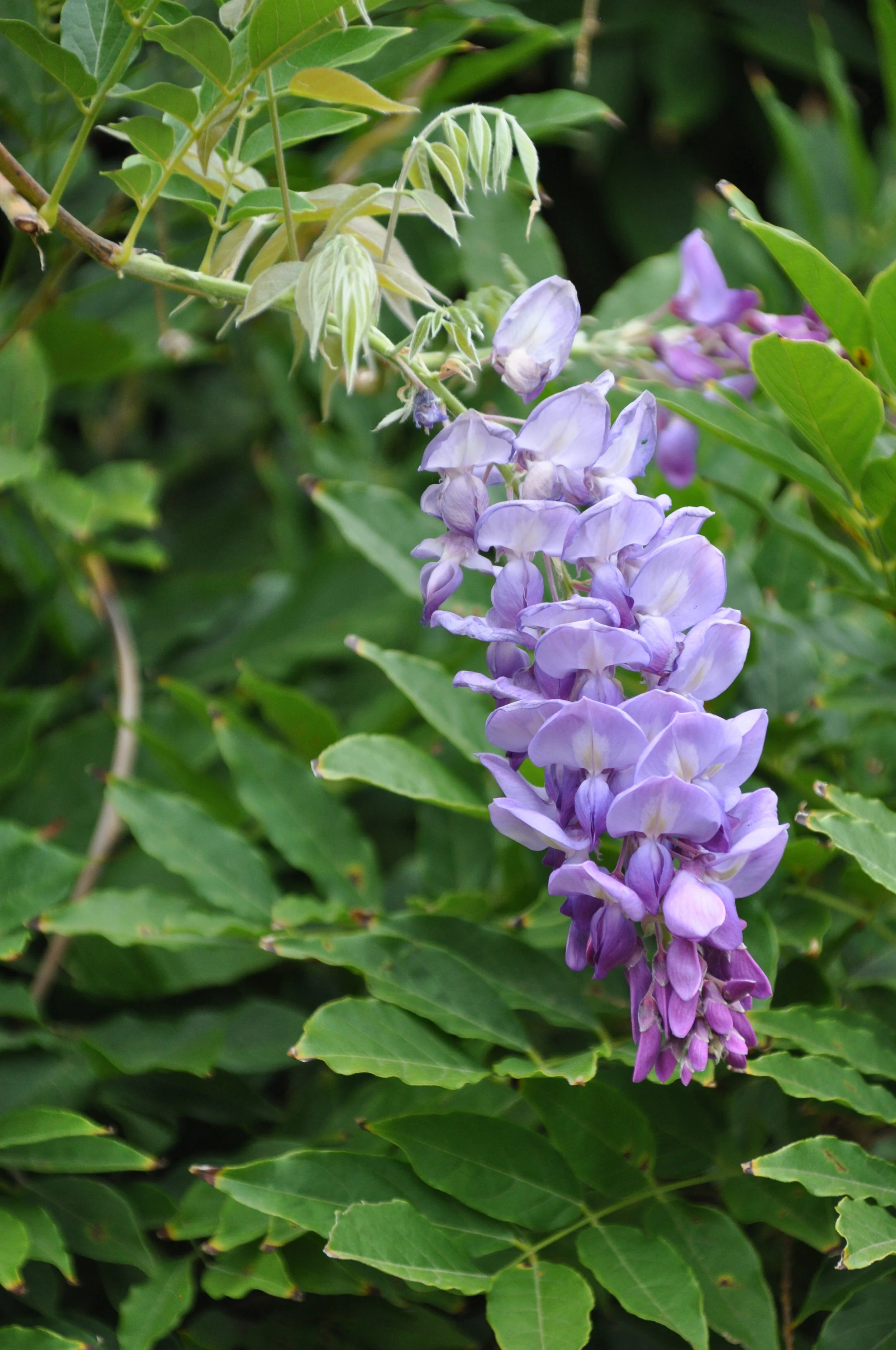 DSC_5048.JPG
