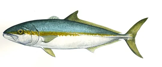Seriola Lalandi