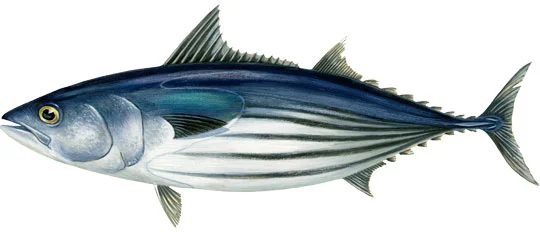 skipjack-for-page.jpg