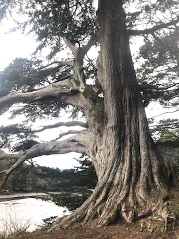 Yoga nidra free taster session 