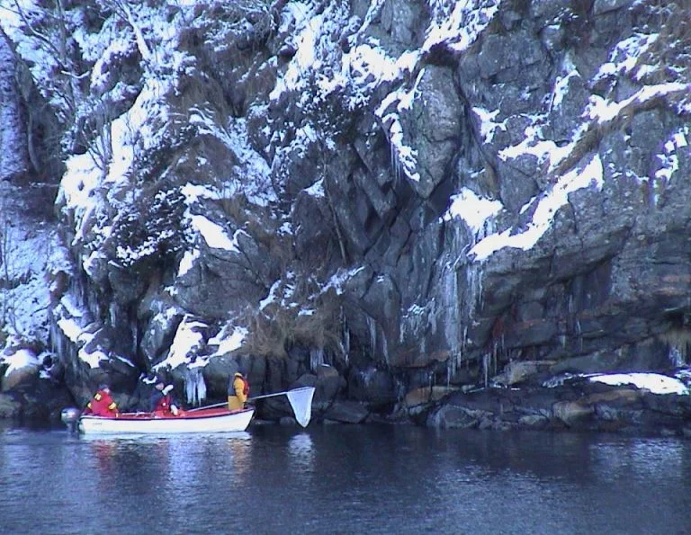 Search and Collection