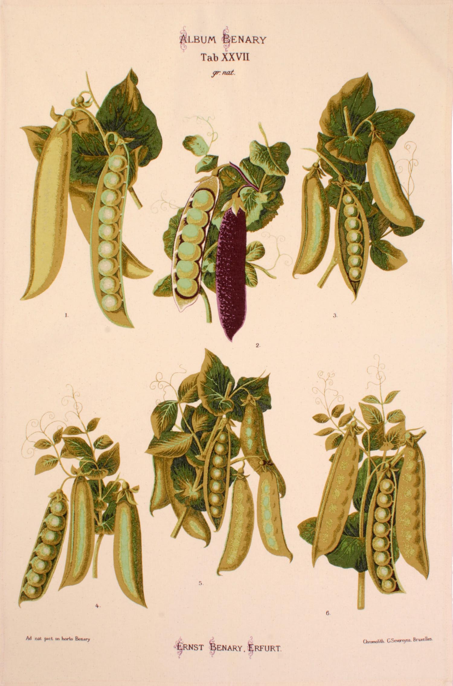 022rhs-peas-tt.jpg